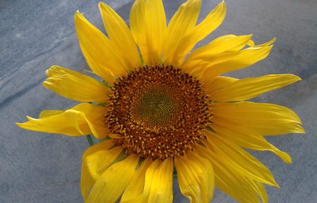 Tournesol