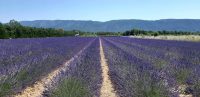 champs de lavandins à moins de 2 km du camping