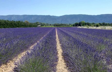 champs de lavandins à moins de 2 km du camping