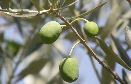 olives camping les cerisiers