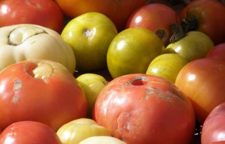 tomates camping les cerisiers